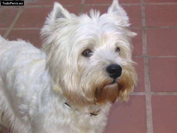 Foto del perro Byron