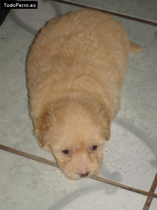 La foto del perro Pelusa Foto del perro Pelusa