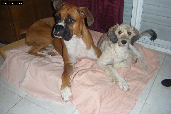 La foto del perro