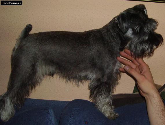 La foto del perro Koko Foto del perro Koko