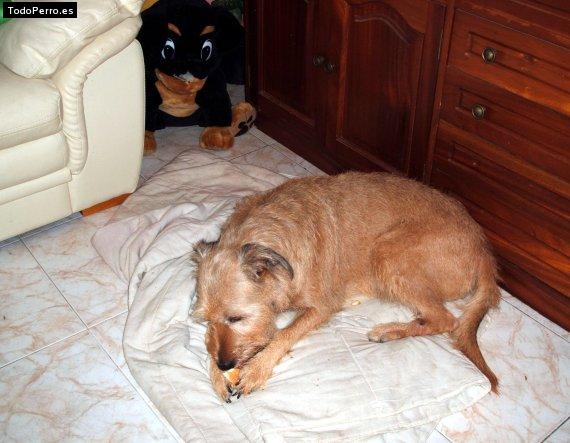 Foto del perro Nala