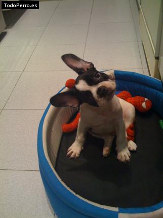 Foto del perro Sony