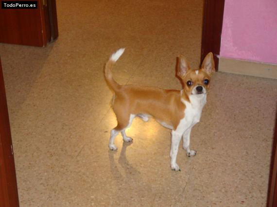 Foto del perro Snoopy