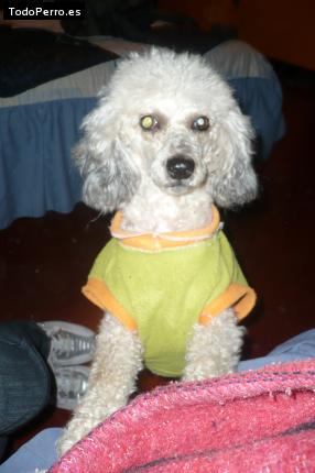 La foto del perro Raysa Foto del perro Raysa