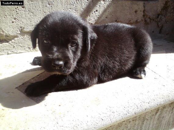 Foto del perro Ale