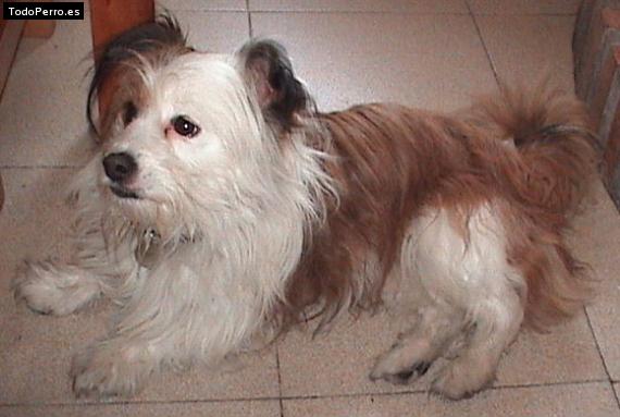 La foto del perro Pumbi Foto del perro Pumbi