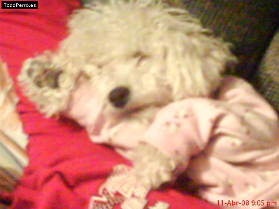 Foto del perro Hemmy