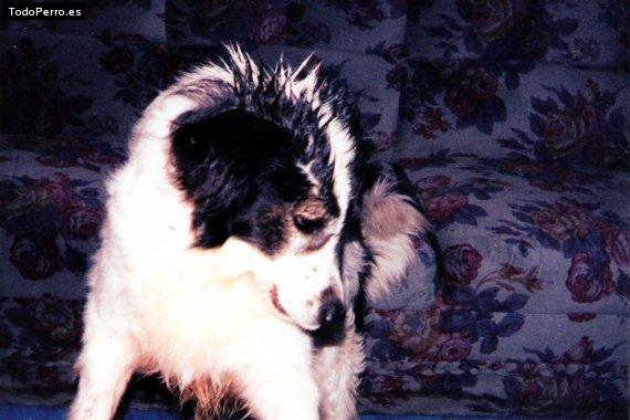 Foto del perro Suterry