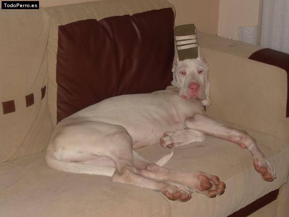 La foto del perro