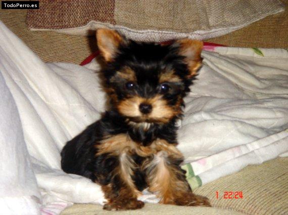 La foto del perro Muna Foto del perro Muna