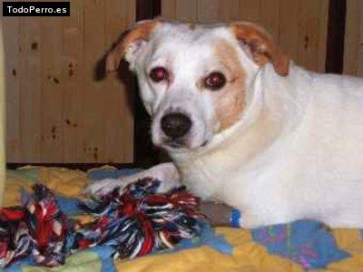 Foto del perro Scothy