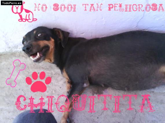 Foto del perro Chiquitita