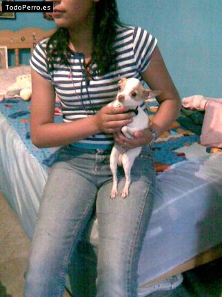 Foto del perro Chikita