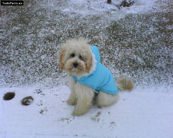 La foto del perro Epi Foto del perro Epi