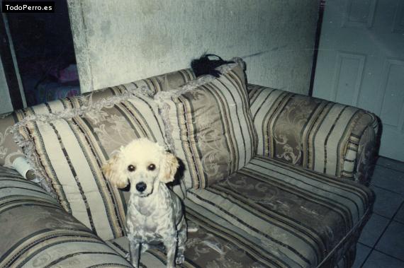 Foto del perro Charlotte