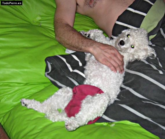 La foto del perro