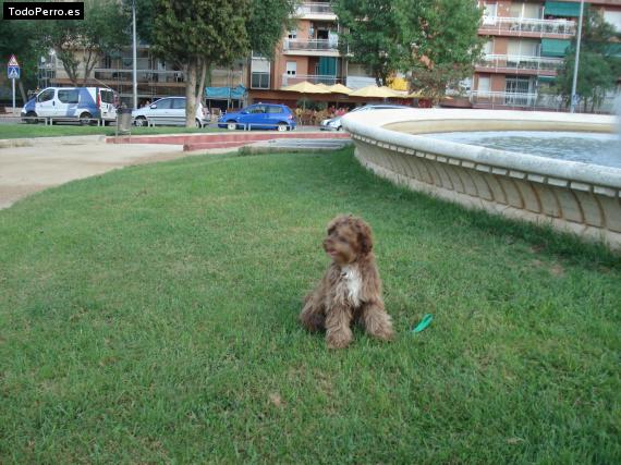 Foto del perro Reina