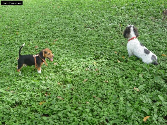 La foto del perro