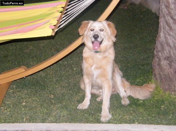 La foto del perro Ray Foto del perro Ray