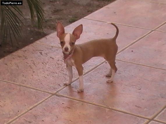 Foto del perro Roxy