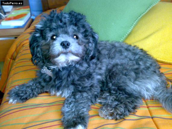 La foto del perro