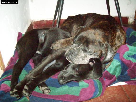 Foto del perro Rocki and roxi