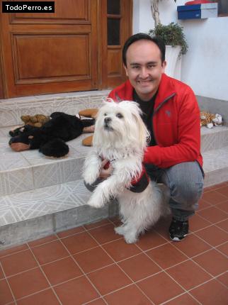 La foto del perro