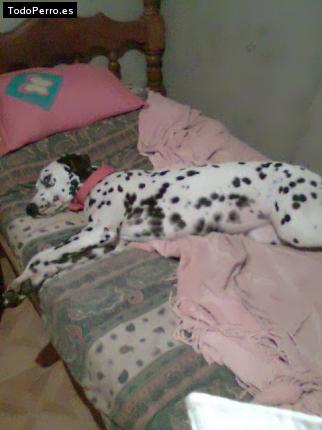 Foto del perro Catalina