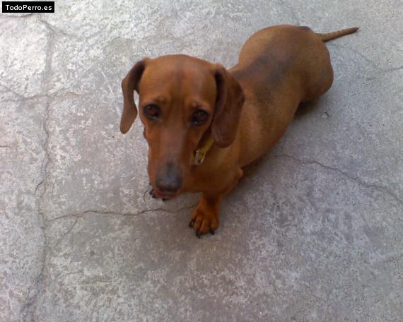Foto del perro Chapirrubis