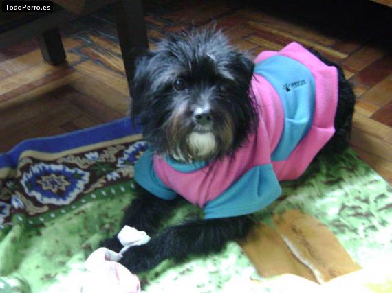 La foto del perro Pili Foto del perro Pili