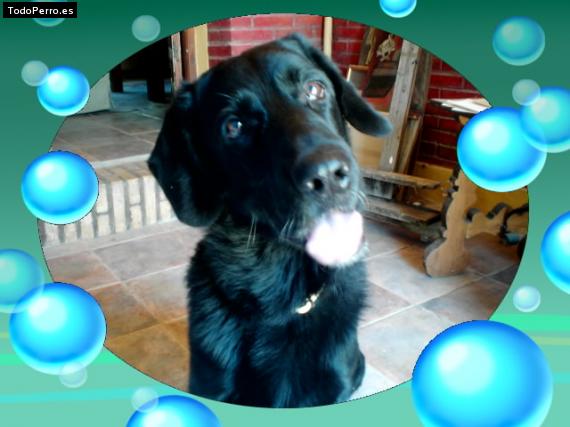 La foto del perro Ringo Foto del perro Ringo