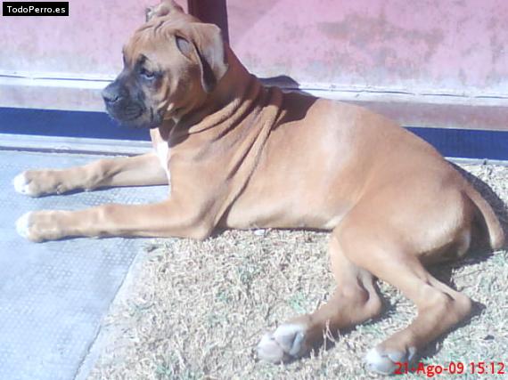 Foto del perro Candy