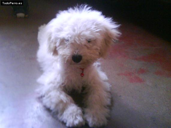 Foto del perro Coqueta