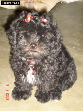 La foto del perro Ruka Foto del perro Ruka