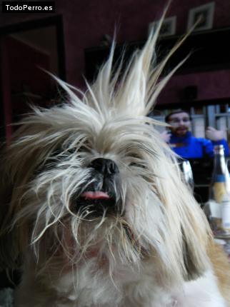 Foto del perro Goffy