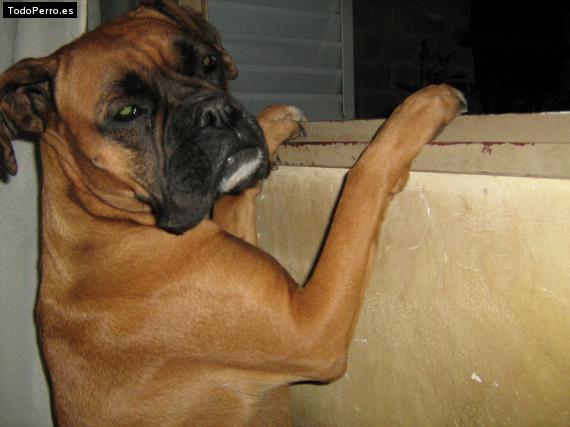 Foto del perro Camila