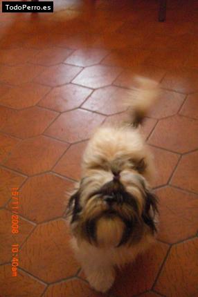 Foto del perro Puka