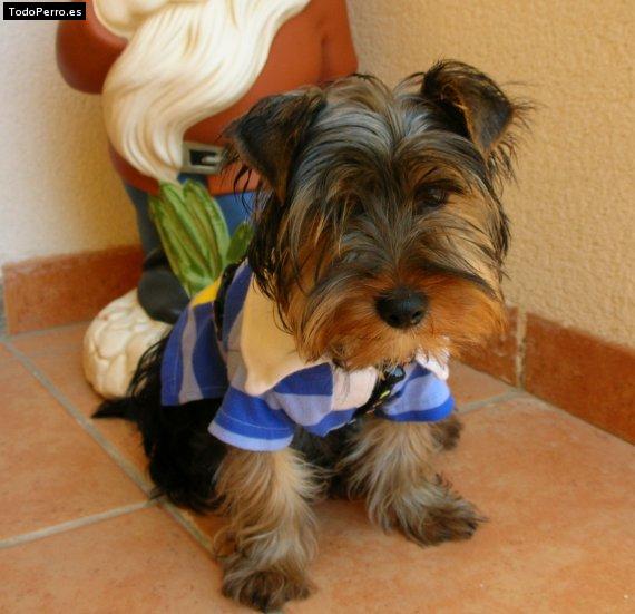 La foto del perro Morgan Foto del perro Morgan