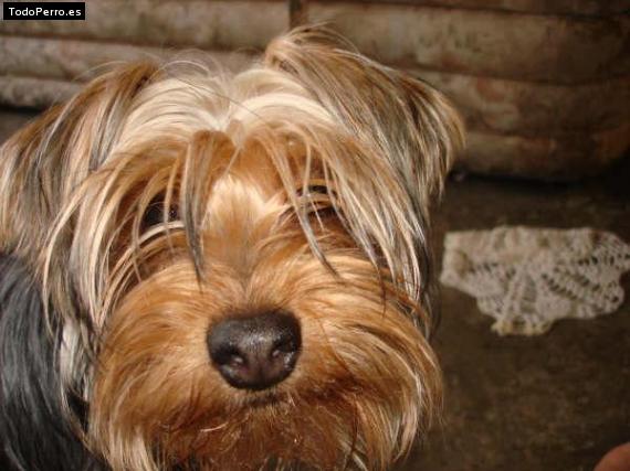 La foto del perro