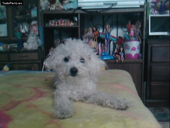 La foto del perro Pushki Foto del perro Pushki