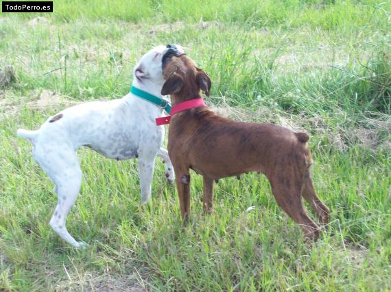 Foto del perro Rocio y jazmin
