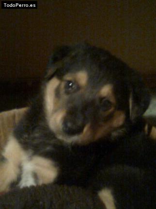 La foto del perro Rex Foto del perro Rex