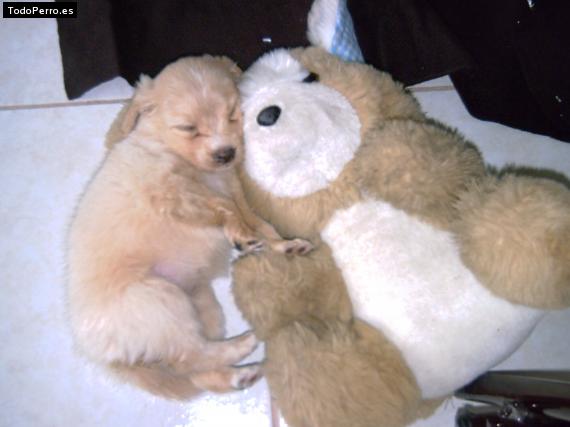 La foto del perro Pamela Foto del perro Pamela