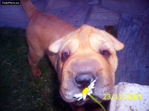 La foto del perro