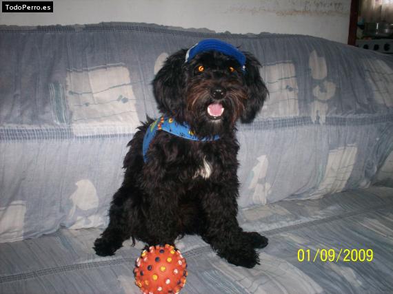 Foto del perro Cooky