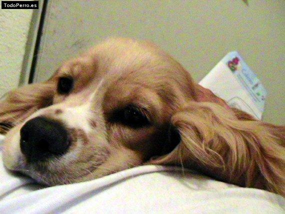 La foto del perro