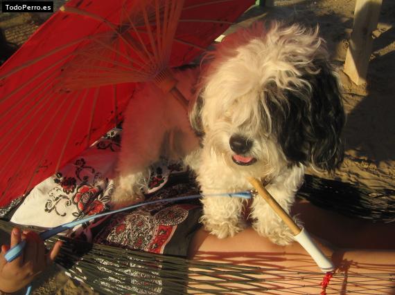 La foto del perro