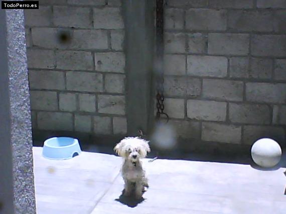 Foto del perro Chiquis