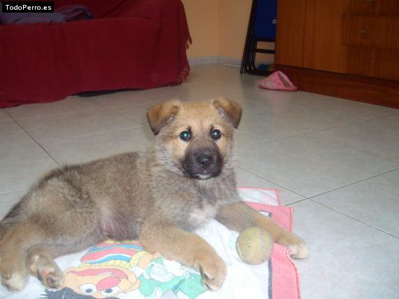 La foto del perro Pitukin Foto del perro Pitukin