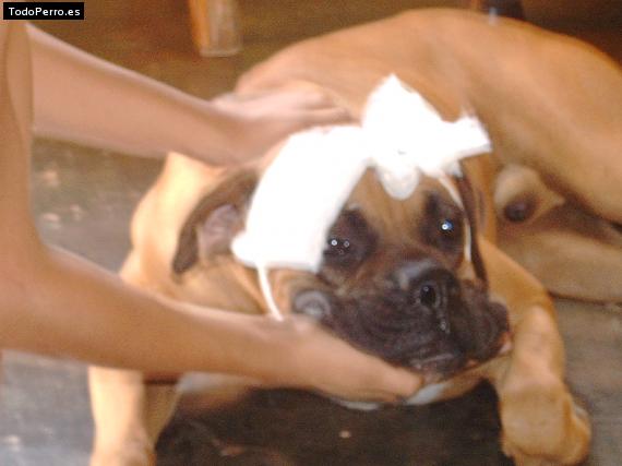 La foto del perro